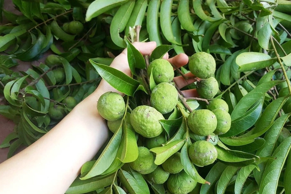 Mùa sấu đến rồi, chị em hãy nhanh tay lưu lại mẹo chọn sấu và bảo quản sấu để dùng dần nhé