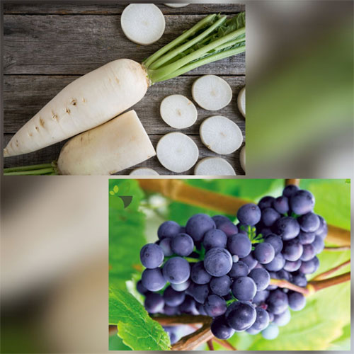 Cặp thực phẩm kỵ nhau số 8 - Củ cải trắng và lê, táo, nho