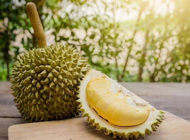 Phơi nắng quả sầu riêng cũng giúp mau chín