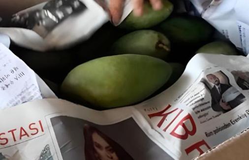 Cho xoài vào túi giấy hoặc báo