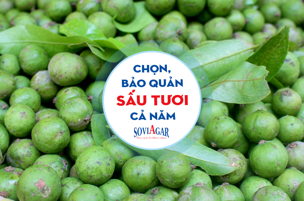 Cách chọn và bảo quản sấu quanh năm tươi như mới hái