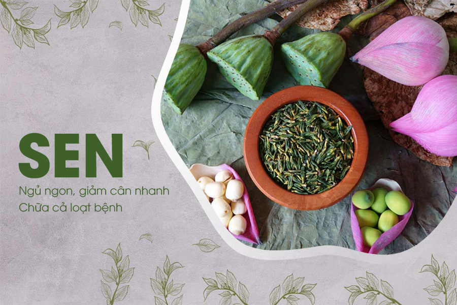 Sen - Loại cây giúp ngủ ngon và giảm cân nhanh, chữa cả loạt bệnh