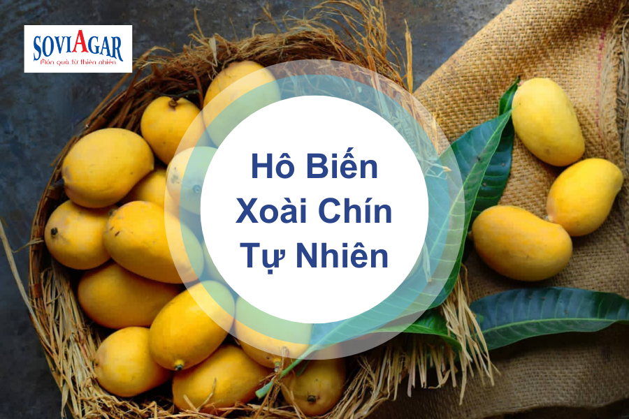 Hô biến xoài xanh thành xoài chín chỉ sau 1 ngày